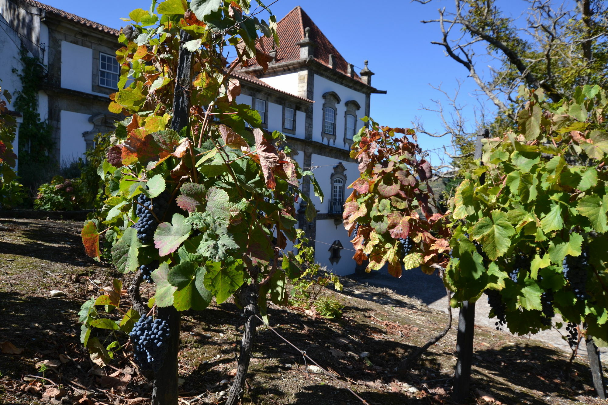 Casa Das Torres De Oliveira Mesão Frio Esterno foto